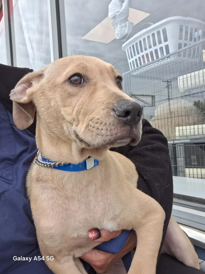 A baby medium-sized male Yellow / Tan / Blond / Fawn Labrador Retriever dog named Kilimanjaro for adoption in Parma, OH