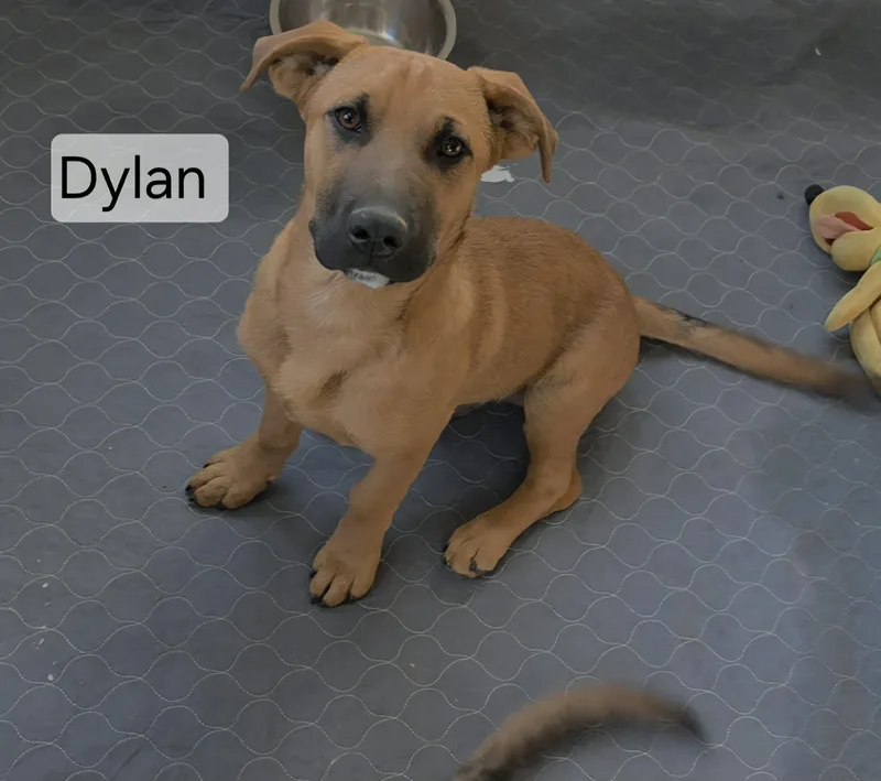 A young medium-sized male Brown / Chocolate German Shepherd Dog dog named Dylan for adoption in Union Grove, WI