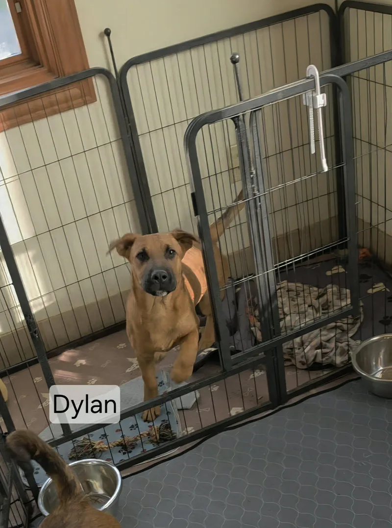 Dylan thumbnail 2