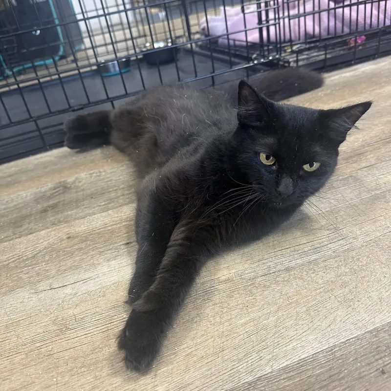 A young medium-sized female Black Domestic Long Hair cat named Celeste for adoption in Pleasantville, NJ