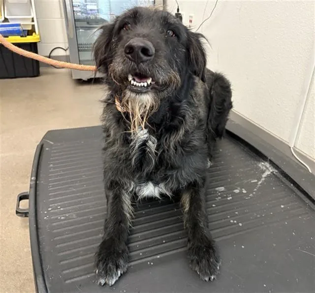A young large-sized male Irish Wolfhound dog named Forest for adoption in Mesa, AZ