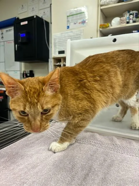 A senior small-sized male Domestic Short Hair cat named Papa Jed for adoption in Albuquerque, NM