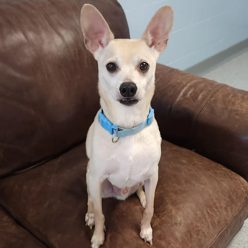 A senior small-sized male Chihuahua dog named Chico for adoption in Marshfield, WI
