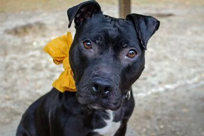 Misty Fka Dunkin Glaze