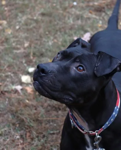 Misty Fka Dunkin Glaze thumbnail 2