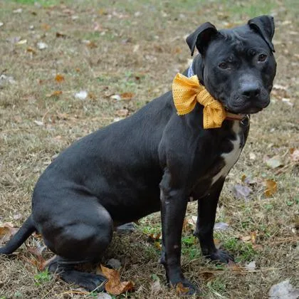 Misty Fka Dunkin Glaze thumbnail 3