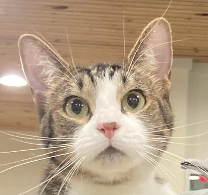 An adult medium-sized female Domestic Short Hair cat named Korra for adoption in Cincinnati, OH