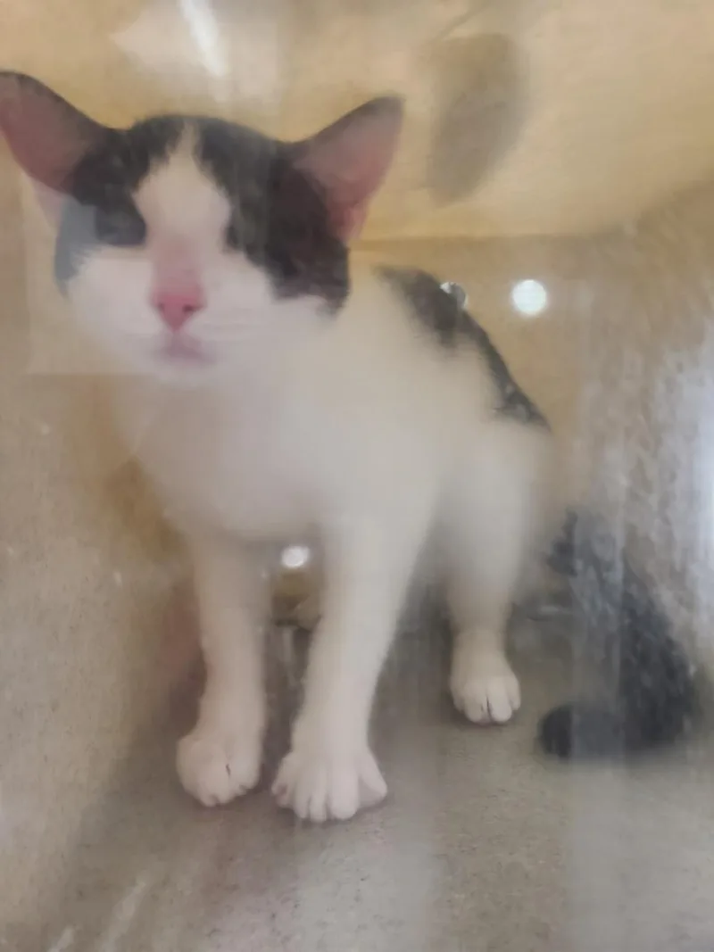 A young medium-sized male Domestic Short Hair cat named Kenneth for adoption in Derwood, MD