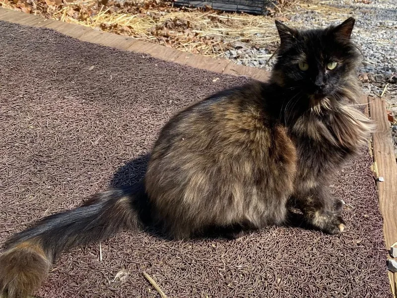 Tortie