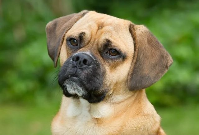 A young small-sized male Yellow / Tan / Blond / Fawn Pug dog named Archie for adoption in Canoga Park, CA