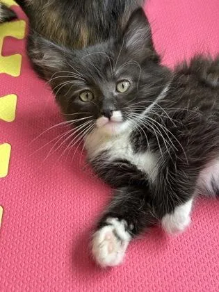 A baby medium-sized female Domestic Short Hair cat named Nessie for adoption in Pleasanton, CA