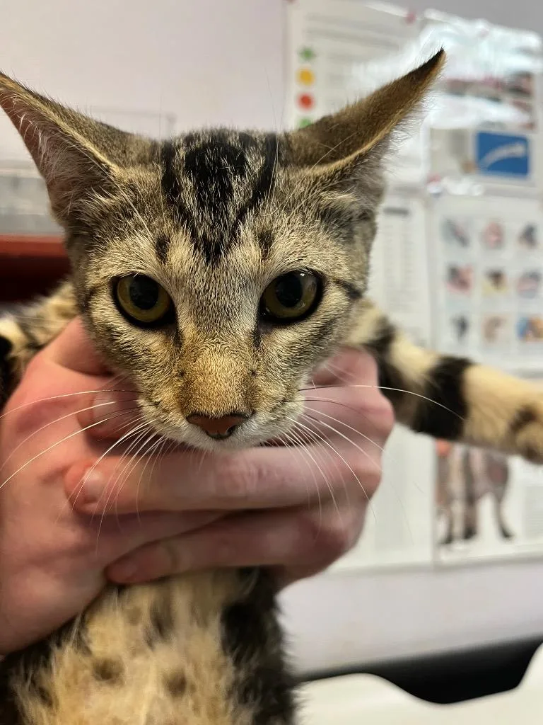 A baby small-sized male Domestic Short Hair cat named Frontal Lobe for adoption in New Braunfels, TX