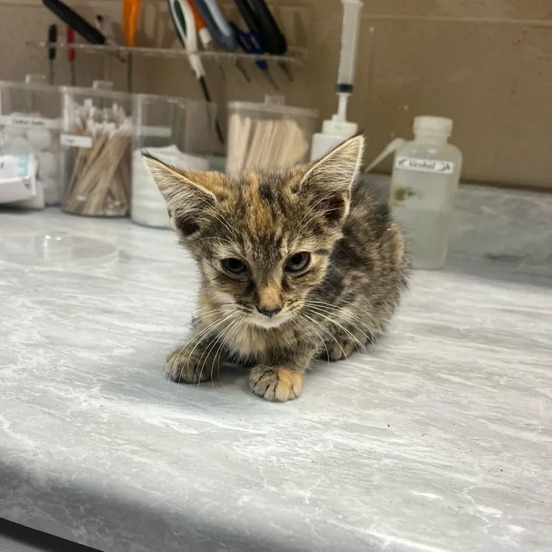 A baby small-sized female Torbie Domestic Short Hair cat named Amber for adoption in Lewisburg, WV