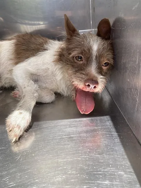 A young small-sized male Mixed Breed dog named Niko for adoption in Dallas, TX