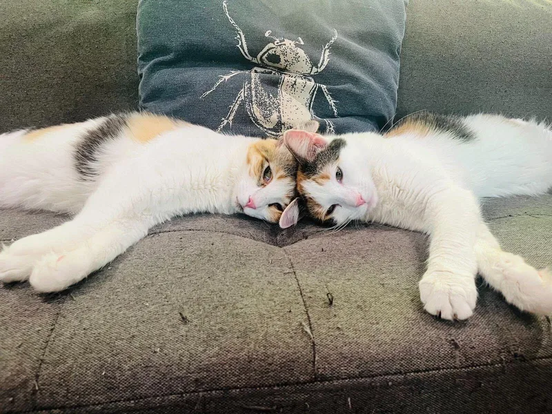 A young small-sized female Domestic Short Hair cat named Appalachia for adoption in Los Angeles, CA