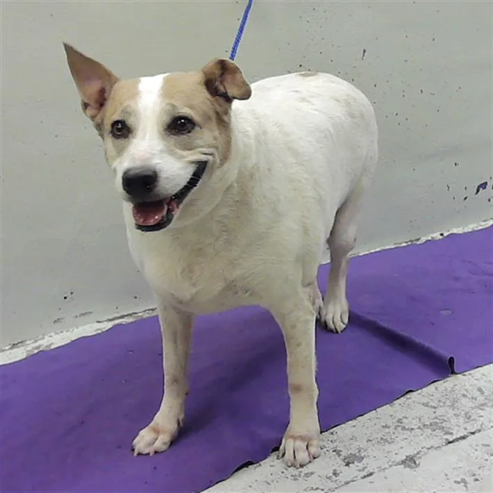 An adult medium-sized female Australian Shepherd dog named Trixie for adoption in Houston, TX