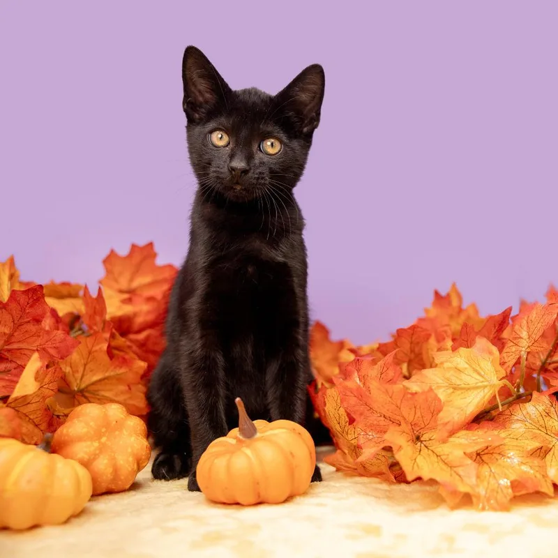 A baby small-sized male Black Domestic Short Hair cat named Boo for adoption in Durham, NC