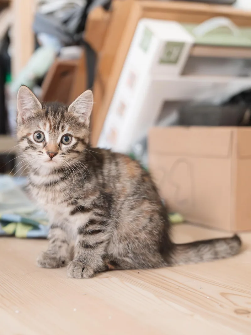 A baby medium-sized female Tabby (Brown / Chocolate) Domestic Short Hair cat named Frankie for adoption in New York, NY