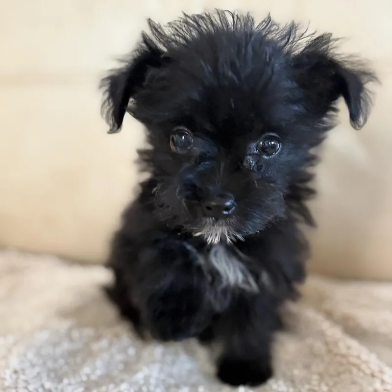 A baby small-sized male Black Yorkshire Terrier dog named James Oliver for adoption in Riverside, CA