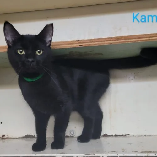 A young medium-sized female Black Domestic Short Hair cat named Kamori for adoption in Tipp City, OH