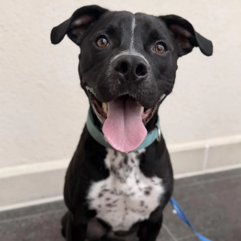 A young medium-sized male Black Pit Bull Terrier dog named Bumble for adoption in Webster, TX
