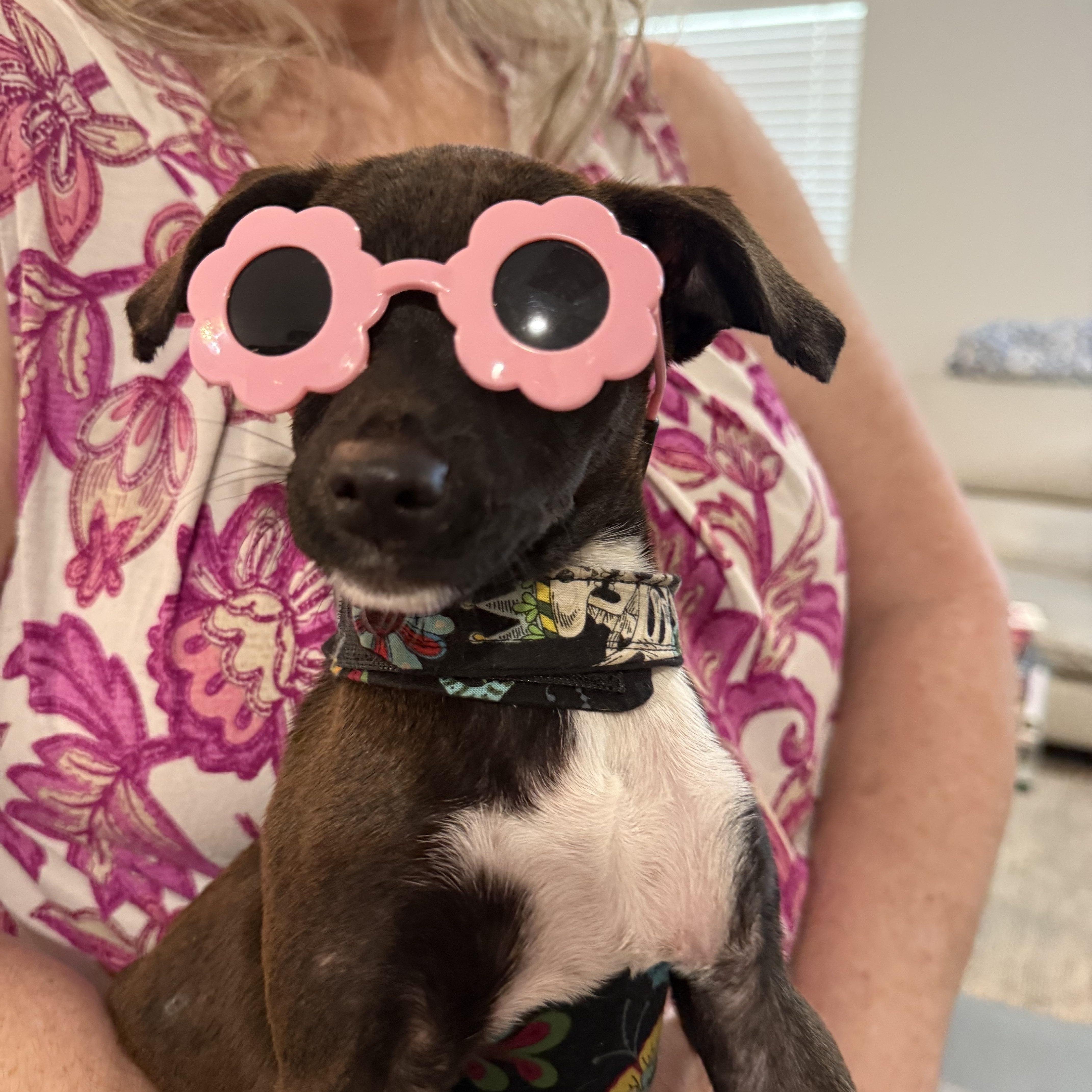 A baby small-sized female Black Chiweenie dog named Lb Cinderella is looking for adoption in Lockhart, TX