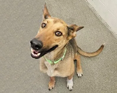 An adult small-sized female German Shepherd Dog dog named Bailey for adoption in Tucson, AZ