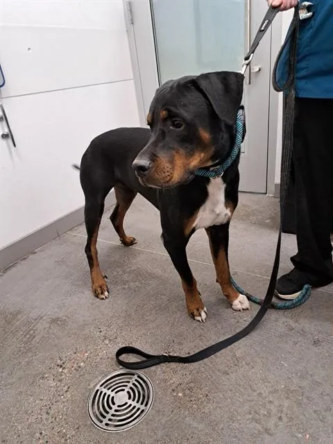 A young large-sized male Rottweiler dog named Tyson for adoption in Mesa, AZ
