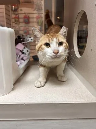 An adult small-sized male Domestic Short Hair cat named A Daemon for adoption in North Charleston, SC