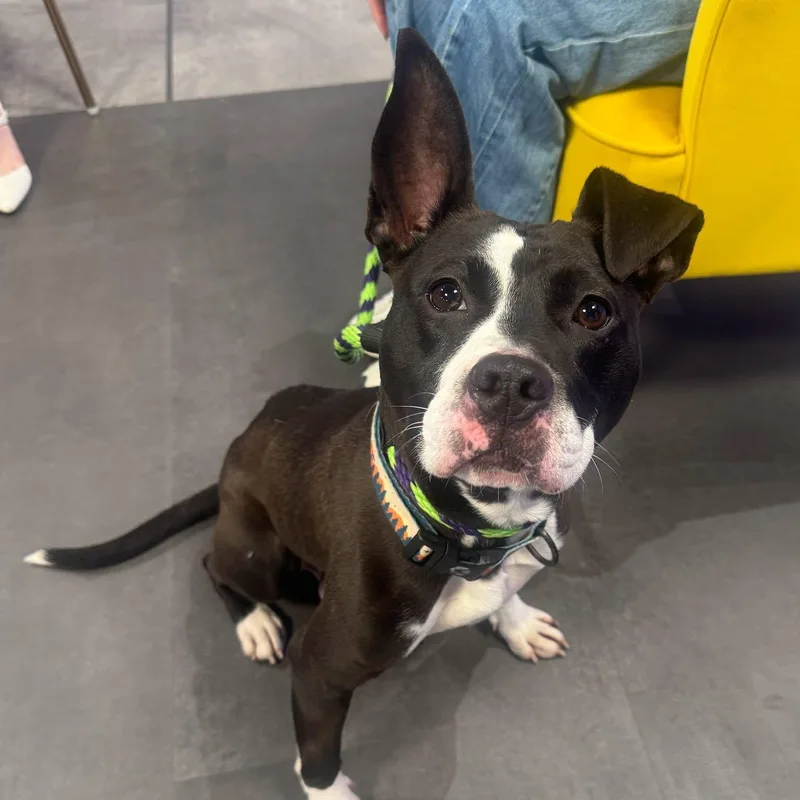 An adult medium-sized female Mixed Breed dog named Anita for adoption in Philadelphia, PA