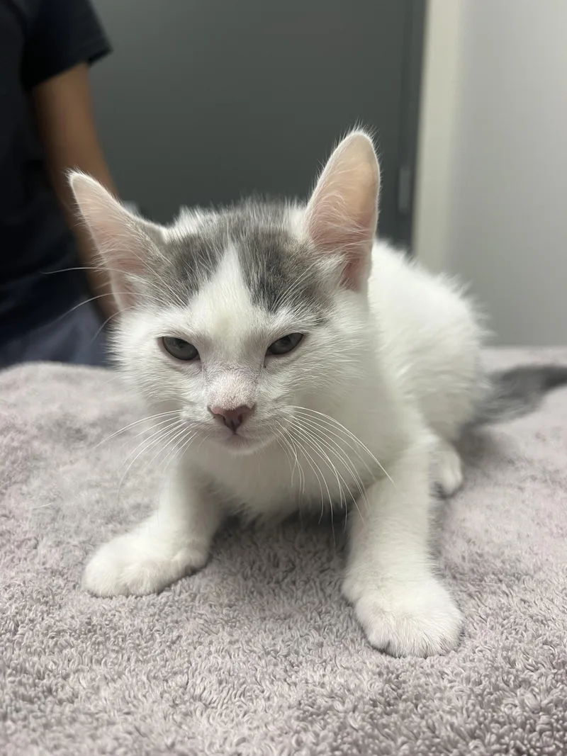 A baby small-sized male Domestic Short Hair cat named Sam for adoption in Chico, CA