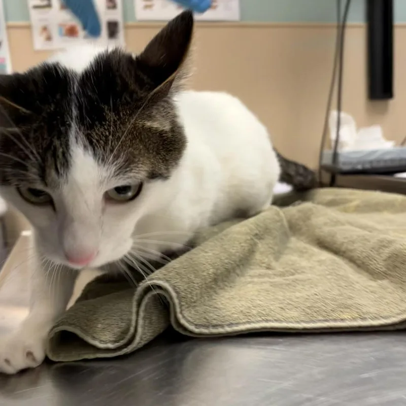 An adult large-sized male Domestic Short Hair cat named Fred for adoption in Tacoma, WA