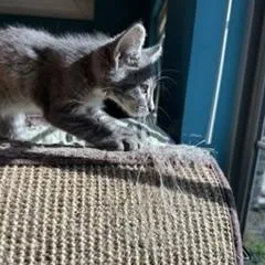 A baby small-sized female Gray / Blue / Silver Domestic Short Hair cat named Cottonball for adoption in Brookings, SD
