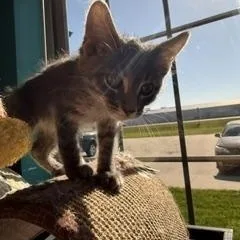 Cottonball thumbnail 2