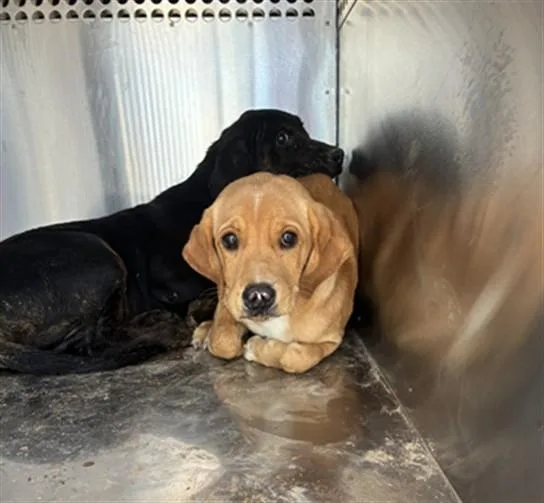 A baby large-sized female Beagle dog named Moana for adoption in Phoenix, AZ