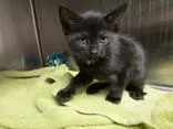 A young small-sized female Domestic Short Hair cat named Parmesan for adoption in Blue Springs, MO