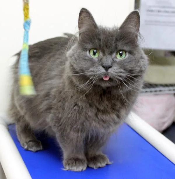 An adult medium-sized female Domestic Long Hair cat named Mani for adoption in Mansfield, MA