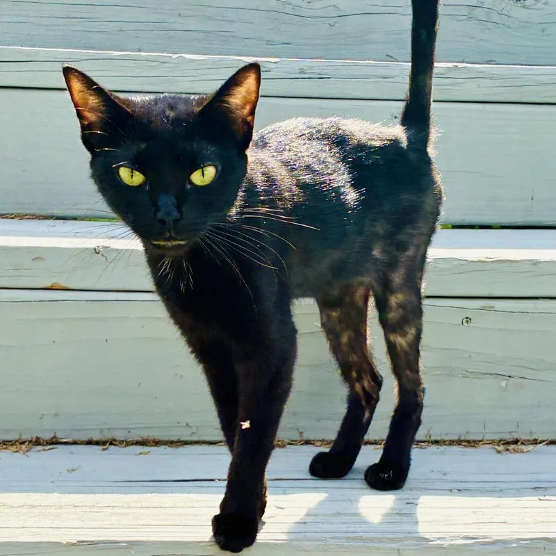 A young medium-sized female Black Domestic Short Hair cat named Lawn Mewer for adoption in Chattanooga, TN