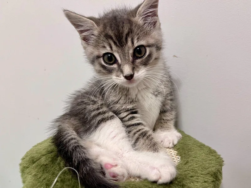 A baby small-sized female Domestic Medium Hair cat named Beans for adoption in Raleigh, NC