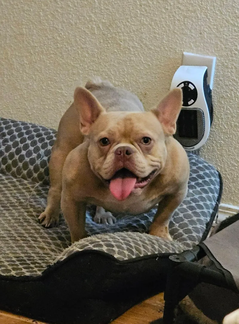 A young small-sized female Sable French Bulldog dog named Wanda for adoption in Joliet, IL