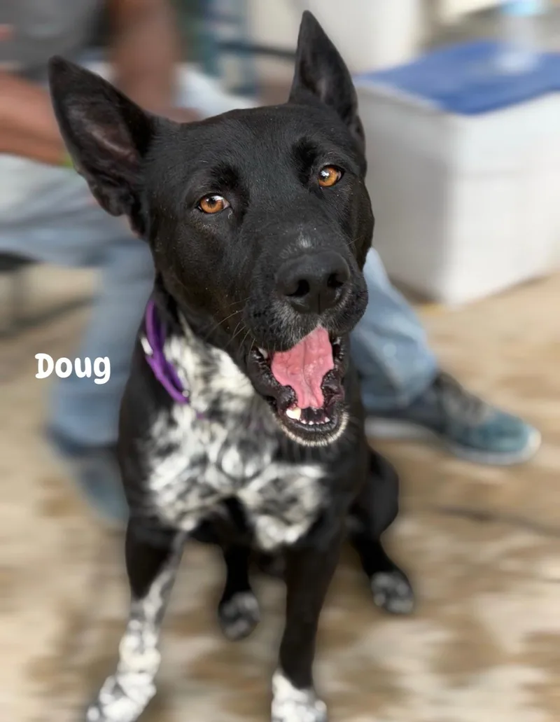 A young large-sized male Black German Shepherd Dog dog named Doug  A.k.a. Douggie for adoption in Houston, TX