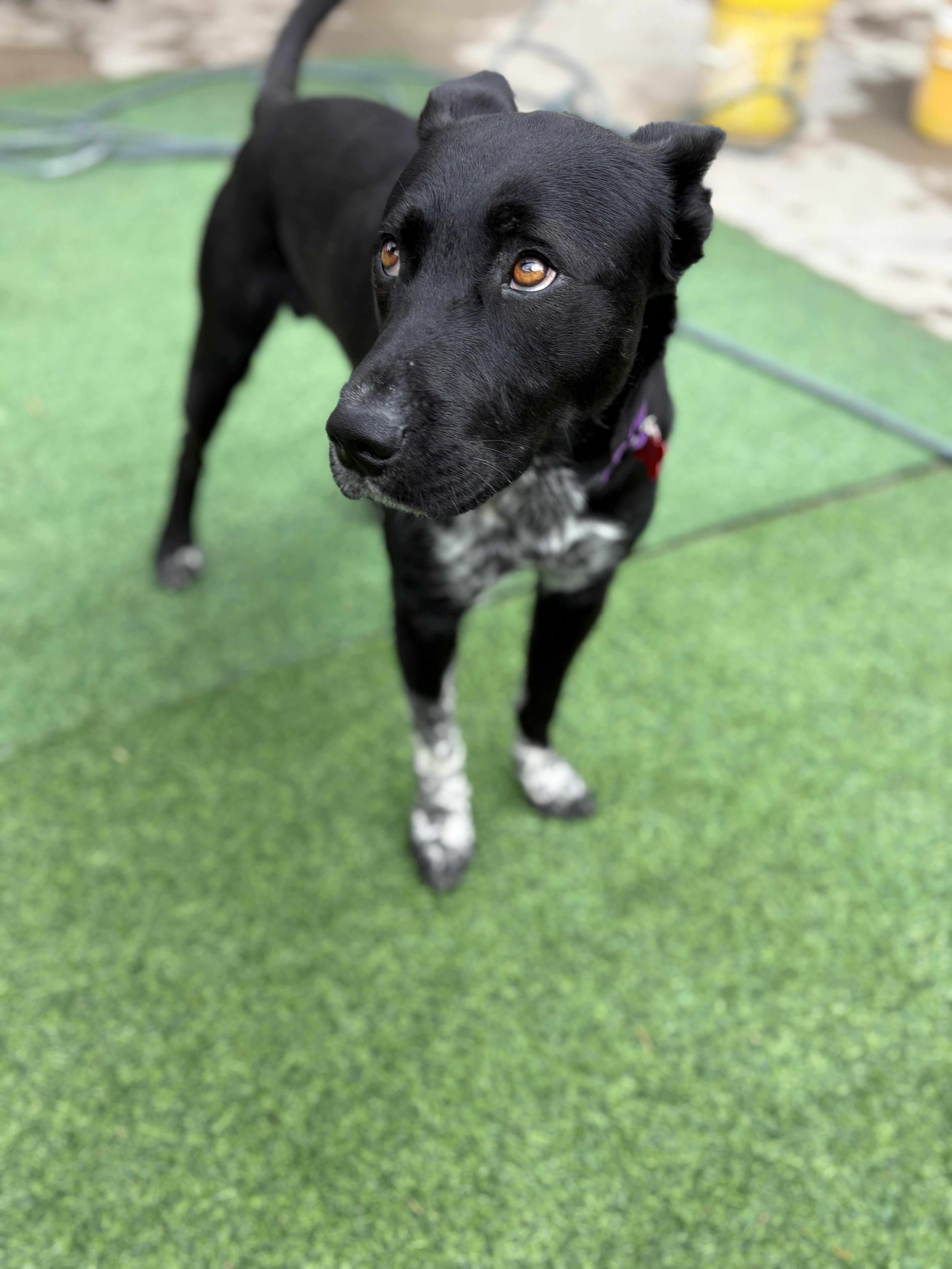 Doug  A.k.a. Douggie thumbnail 4