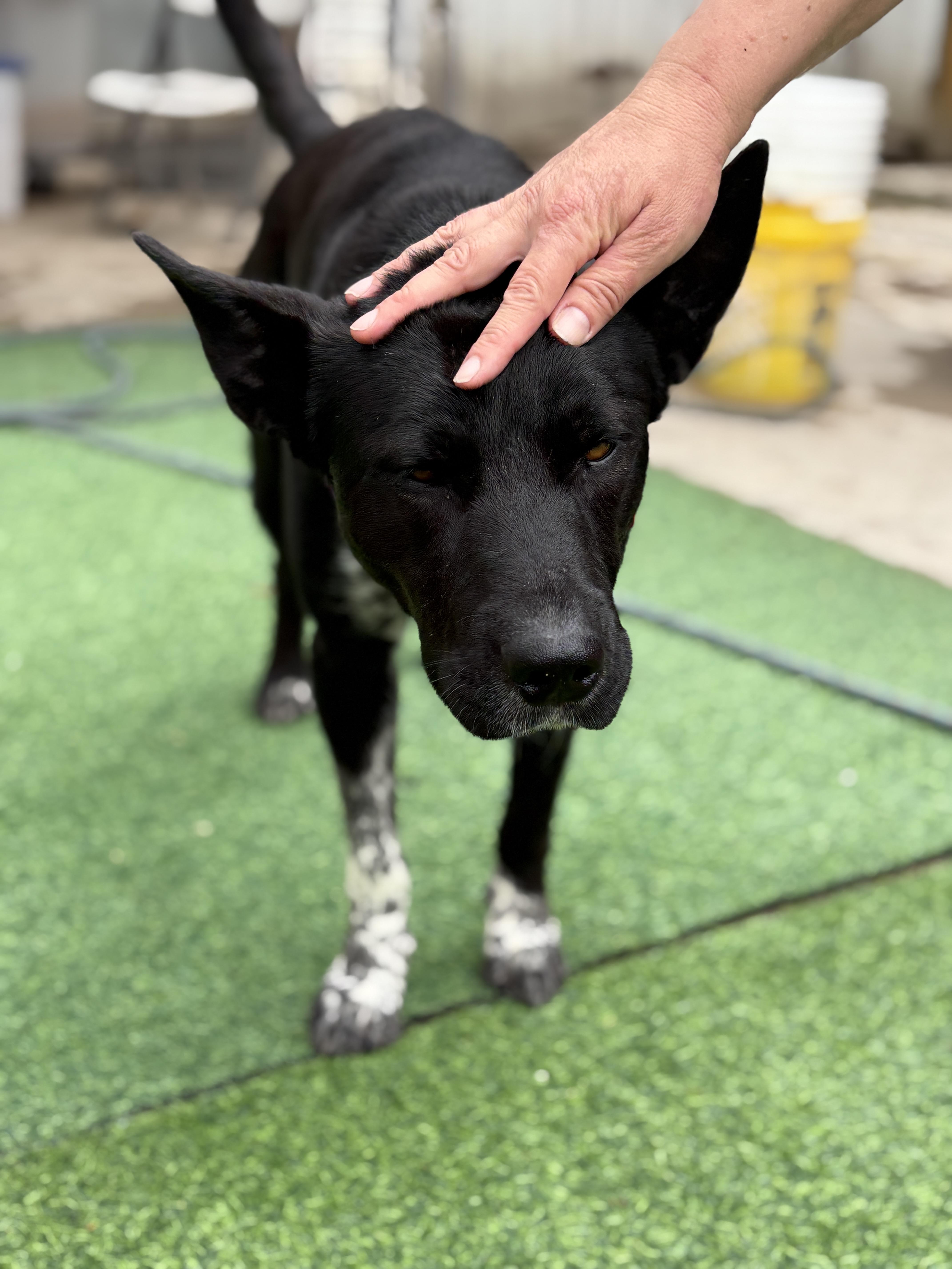 Doug  A.k.a. Douggie thumbnail 5