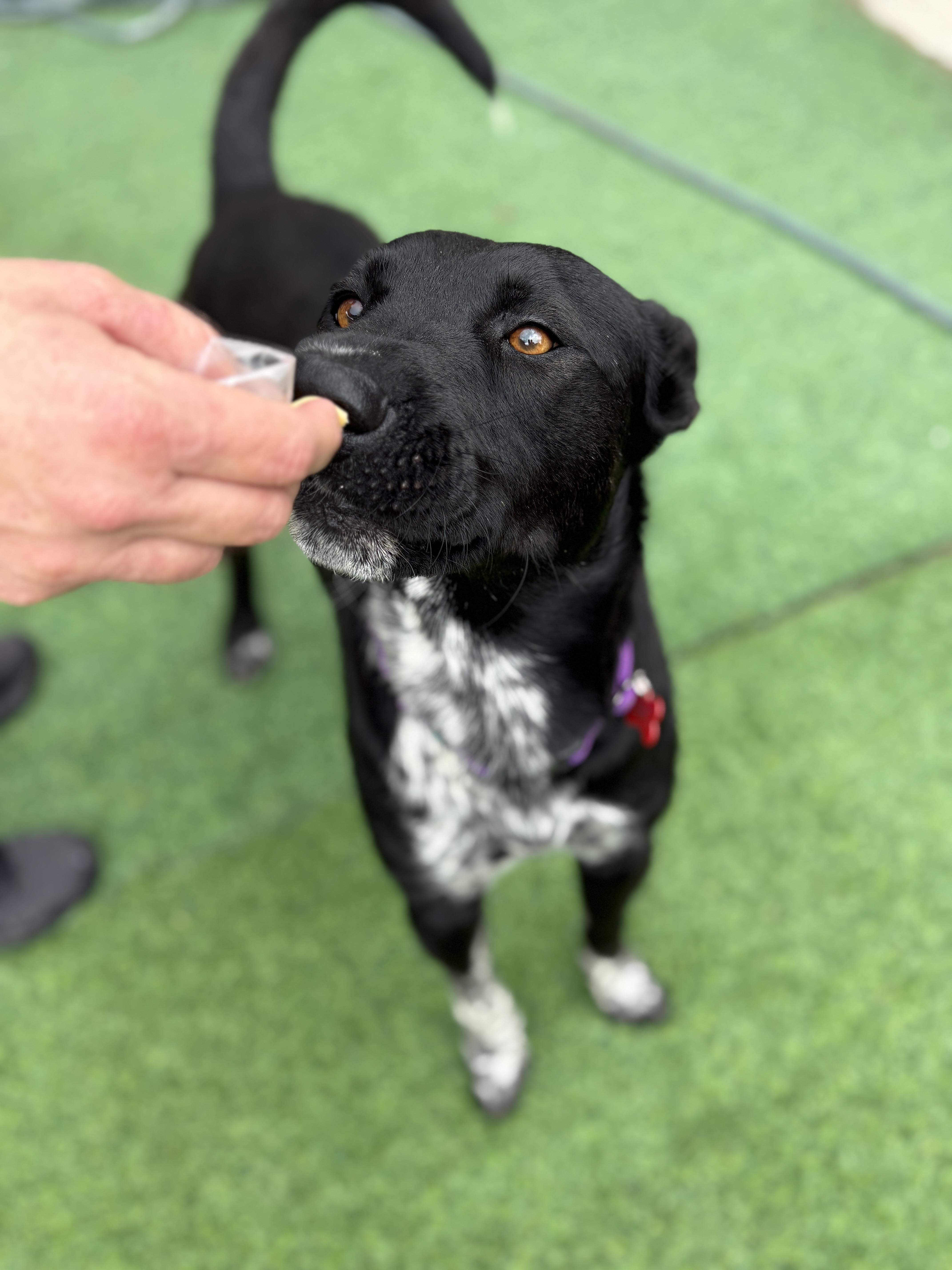 Doug  A.k.a. Douggie thumbnail 6