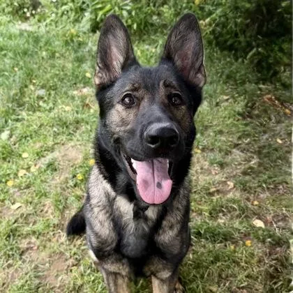 An adult large-sized female German Shepherd Dog dog named Popcorn Shrimp for adoption in East Montpelier, VT