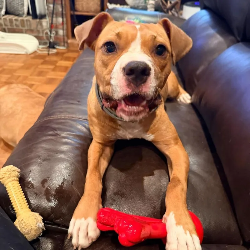 An adult medium-sized female Hound dog named Bellissimo for adoption in Minneapolis, MN
