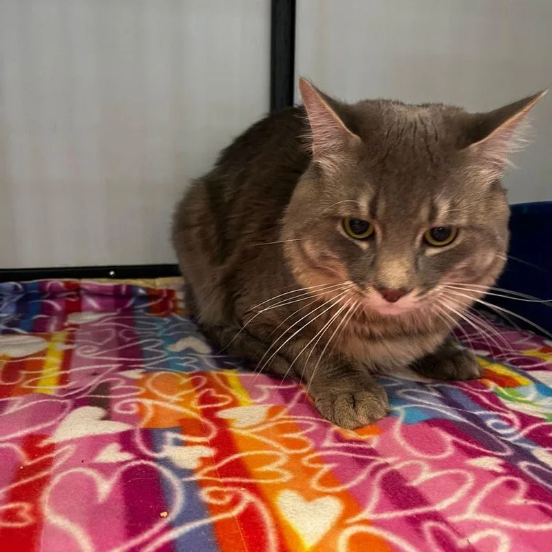 An adult large-sized male Domestic Medium Hair cat named Eisel for adoption in Kingman, AZ