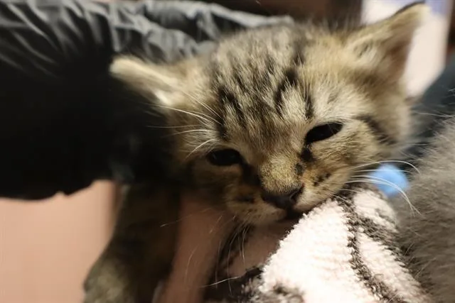 A baby small-sized female Domestic Short Hair cat named Gooseberry for adoption in Columbia, SC