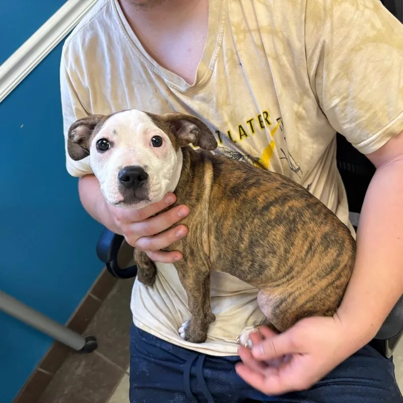 A baby medium-sized female Brindle Mixed Breed dog named StraythAvenue for adoption in Columbus, GA