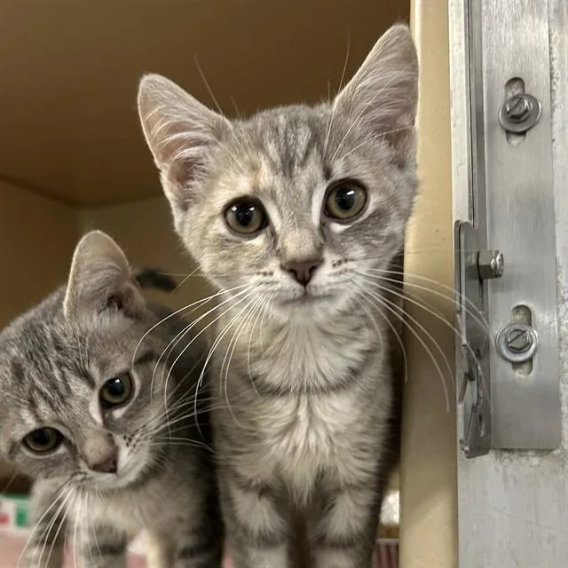 A baby small-sized female Domestic Short Hair cat named Janice for adoption in Lincolnton, NC